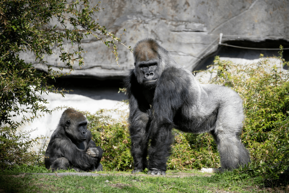 Experience Seattle On A Budget - Woodland Park Zoo - Chris Robinson