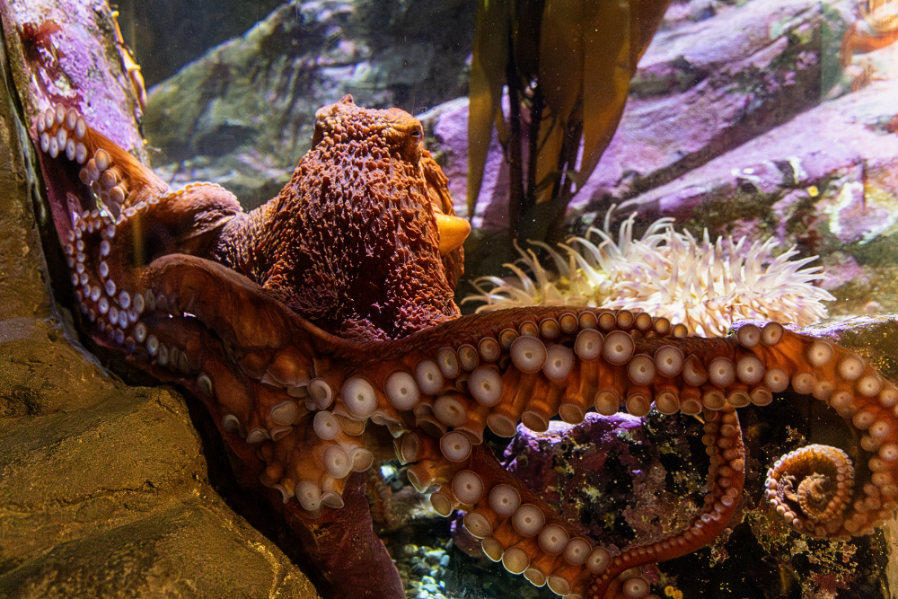 Seattle's Rainy Day Activities - Seattle Aquarium