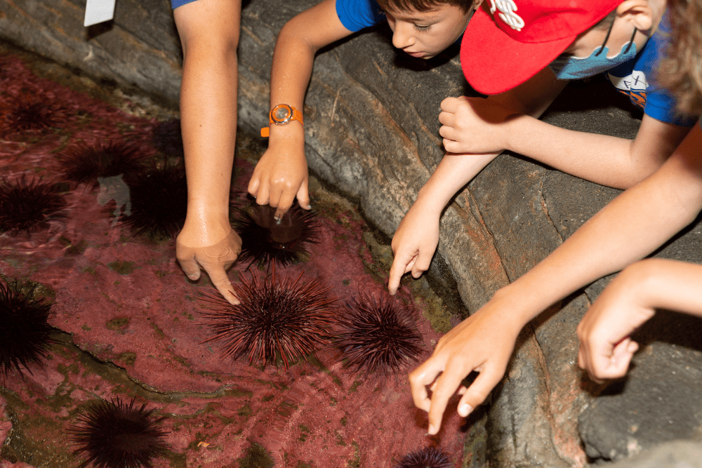 Seattle's Rainy Day Activities - Seattle Aquarium