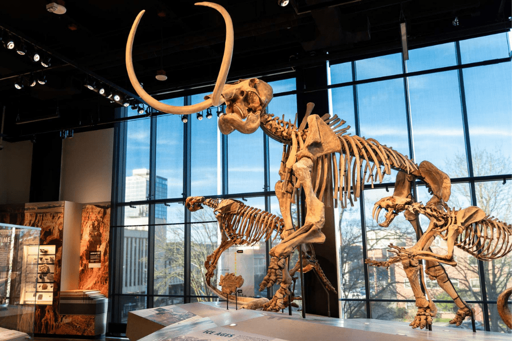 Seattle's Rainy Day Activities - Burke Museum of Natural History