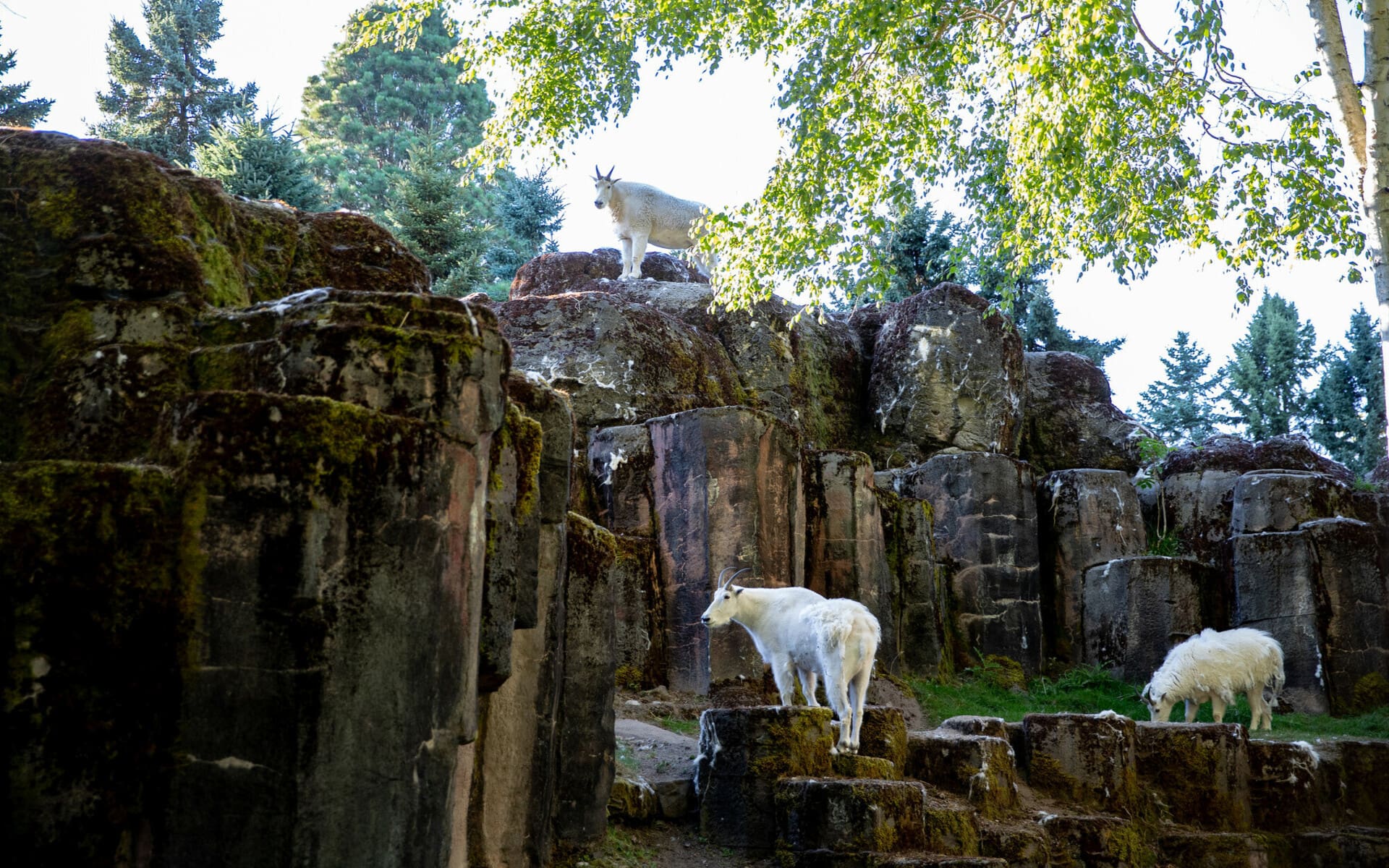 Exploring Seattles Wild Side - Amazing Animal Adventures - Woodland Park Zoo