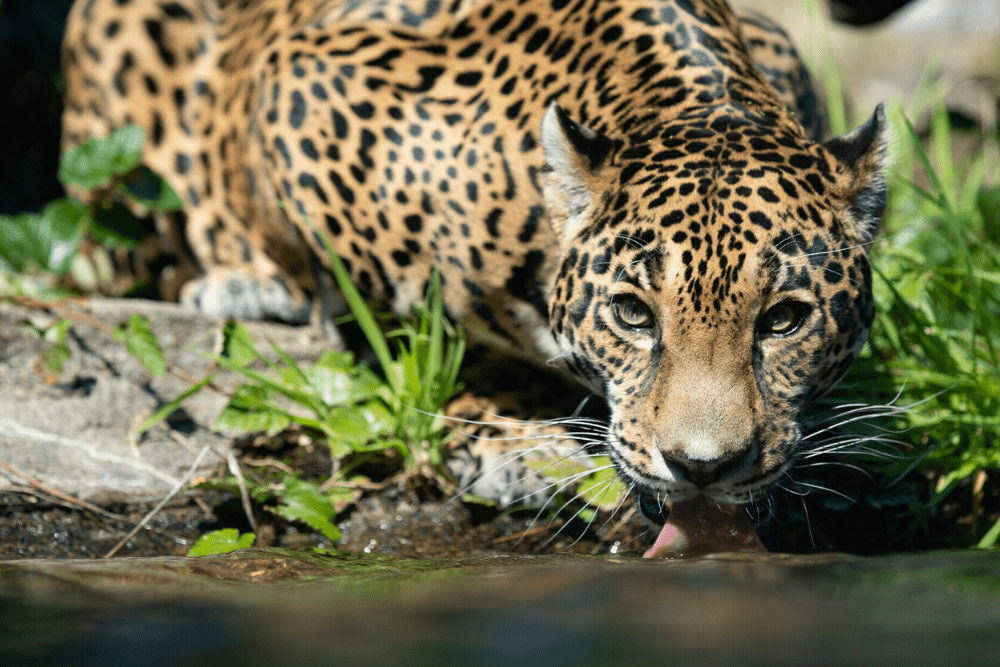 Seattle For All: Accessible and Sensory Friendly Adventures - Woodland Park Zoo - PC: Chris Robinson