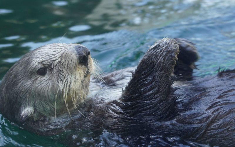 Seattle Aquarium from Seattle Premier Attractions